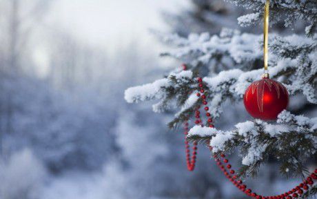 Holiday forest